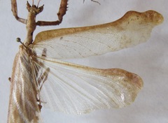 Pseudacanthops