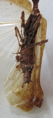 Pseudacanthops