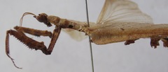Pseudacanthops