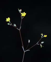 Hesperolinon sharsmithiae