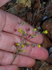 Hesperolinon sharsmithiae