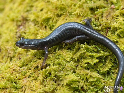 Southern Gray-cheeked Salamander