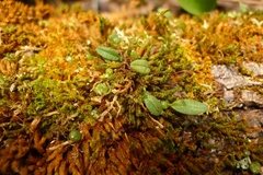 Bulbophyllum pygmaeum