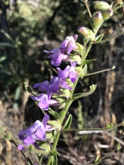 Sairocarpus vexillocalyculatus