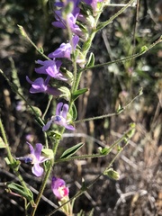 Sairocarpus vexillocalyculatus
