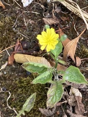Lapsana communis