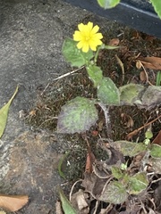 Lapsana communis