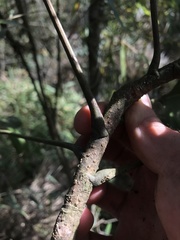 Oreopanax bogotensis