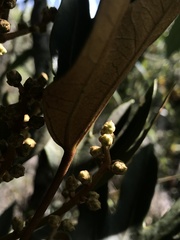 Oreopanax bogotensis