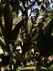 Oreopanax bogotensis