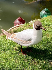 Chroicocephalus ridibundus