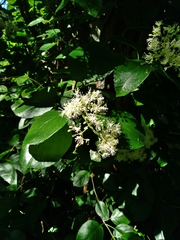 Hydrangea barbara
