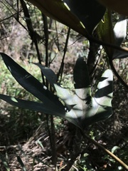 Oreopanax bogotensis