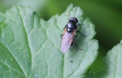 Cheilosia impressa
