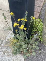 Crepis vesicaria