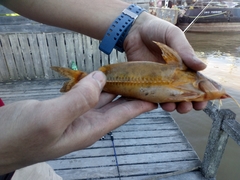 Rhinodoras dorbignyi