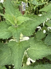Lamium album