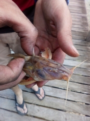 Rhinodoras dorbignyi