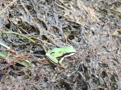 Hyla walkeri