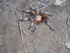Aphonopelma moderatum
