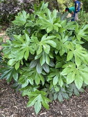 Fatsia