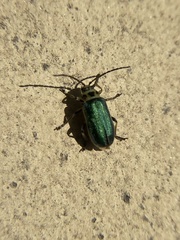 Trirhabda flavolimbata