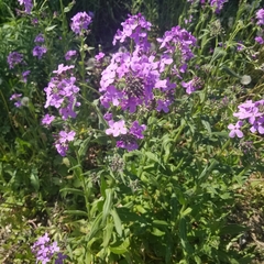Saponaria