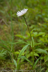 Erigeron peregrinus