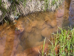 Gallionellaceae