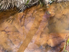 Gallionellaceae