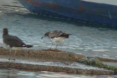 Ichthyaetus hemprichii