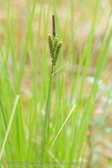 Carex kelloggii