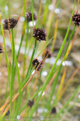 Juncus mertensianus