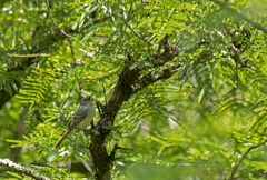 Inezia inornata