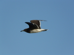Ichthyaetus hemprichii