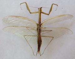Macromantis nicaraguae