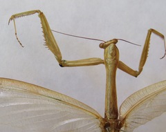 Macromantis nicaraguae