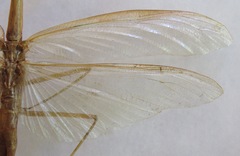 Macromantis nicaraguae
