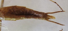 Macromantis nicaraguae