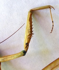 Macromantis nicaraguae