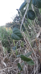 Passifloraceae