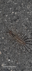 Scutigera coleoptrata