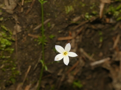 Houstonia caerulea