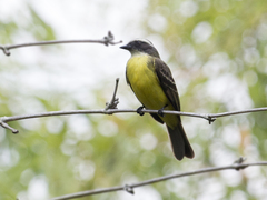 Myiozetetes similis