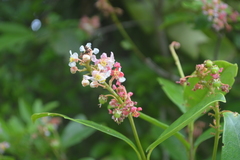 Byrsonima ligustrifolia
