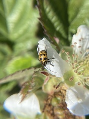 Cryptocephalus castaneus