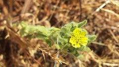 Madia sativa