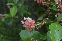 Byrsonima ligustrifolia