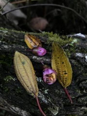 Axinaea macrophylla