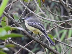Myiarchus cephalotes
